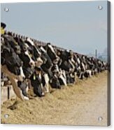 Dairy Cows Acrylic Print