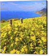 Daisies At Standwell Tops Acrylic Print