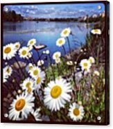 #daisies #daisy #flowers #flowerlover Acrylic Print