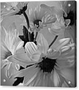 Daisies I Still Life Flower Art Poster Acrylic Print