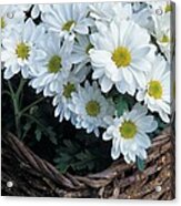 Daisies In A Basket Acrylic Print