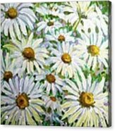 Daisies Acrylic Print