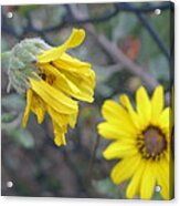 Daisies Acrylic Print