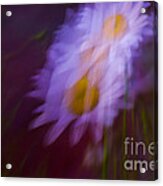 Daisy Dance Acrylic Print