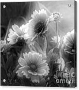 Daisy Flowers In Contrast Acrylic Print