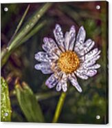 Daisy Acrylic Print