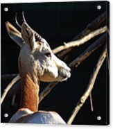 Dama Gazelle At The National Zoo Acrylic Print