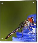 Damselfly 2 Acrylic Print