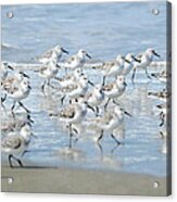 Dance Of The Sandpipers Acrylic Print