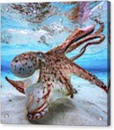 Dancing Octopus Acrylic Print
