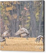 Dancing Sandhill Cranes Acrylic Print