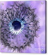 Dandelion 4 Acrylic Print