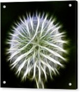 Dandelion Abstract Acrylic Print