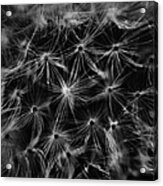 Dandelion Detail Black And White Acrylic Print