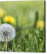 Dandelion Don't Tell No Lies Acrylic Print