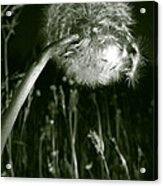 Dandelion Seed Head In A Meadow Acrylic Print
