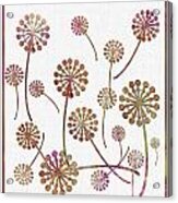 Dandelion Seeds Acrylic Print