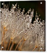 Dandelion With Morning Dew Acrylic Print