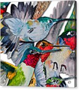 Da133 Hummingbirds By Daniel Adams Acrylic Print