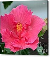 Dark Pink Flower Close Up With Stamen And Pistils Acrylic Print