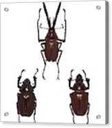 Darwin's Beetles Acrylic Print