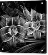 Day Lilies Number 4 Acrylic Print