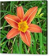 Day Lilly Acrylic Print
