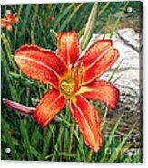 Day Lily Acrylic Print