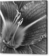 Day Lily In Black And White Acrylic Print