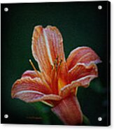 Day Lily Rapture Acrylic Print