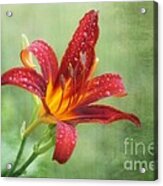 Day Lily With Raindrops Acrylic Print