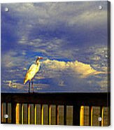 Daytona Beach Rail Bird Sun Glow Pier Acrylic Print