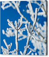 December Snow Acrylic Print