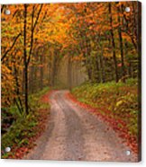 Deep Autumn Forest Road Acrylic Print