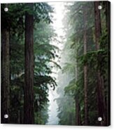 Deep In The Forest Acrylic Print
