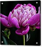 Deep Pink Peony Acrylic Print