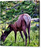 Deer 7 Acrylic Print