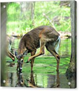 Deer Drinking Water And Scratching Head Acrylic Print