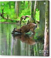 Deer Drinking Water Acrylic Print