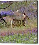 Deer In The Meadow Acrylic Print