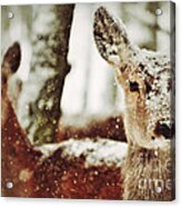 Deer In The Snow Acrylic Print