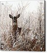 Deer In Winter Acrylic Print