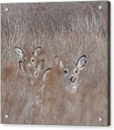 Deer Soft Acrylic Print