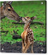 Deer With Just Born Calf Acrylic Print