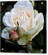 A Rose Of Delicate Beauty Acrylic Print
