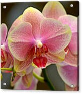 Delicate Orchids Acrylic Print