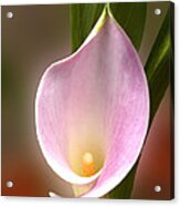 Delicate Pink Calla Lilly Acrylic Print