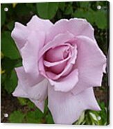 Delicate Purple Rose Acrylic Print