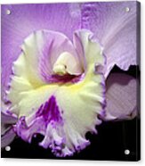 Delicate Violet Orchid Acrylic Print