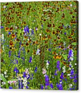 Delphinium And Mexican Hat Flowers Acrylic Print